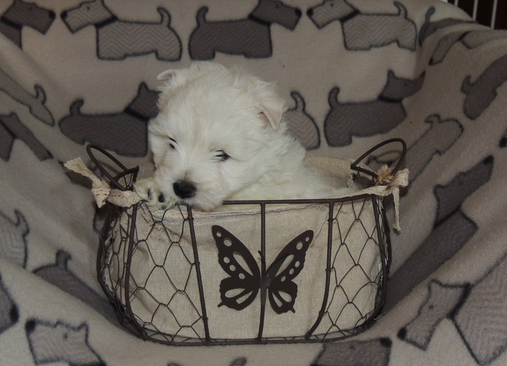 chiot West Highland White Terrier Des Terriers Des Causses